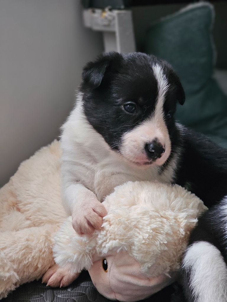 Shepherd's Legacy - Chiot disponible  - Border Collie