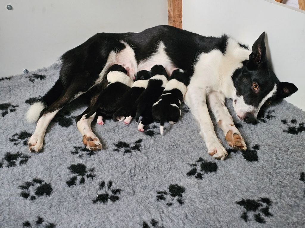 chiot Border Collie Shepherd's Legacy