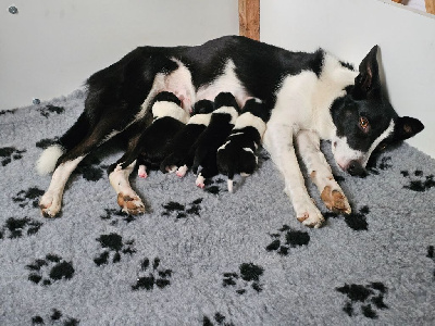 Shepherd's Legacy - Border Collie - Portée née le 16/11/2024