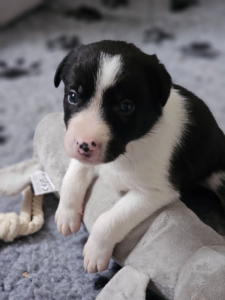 Shepherd's Legacy - Chiot disponible  - Border Collie