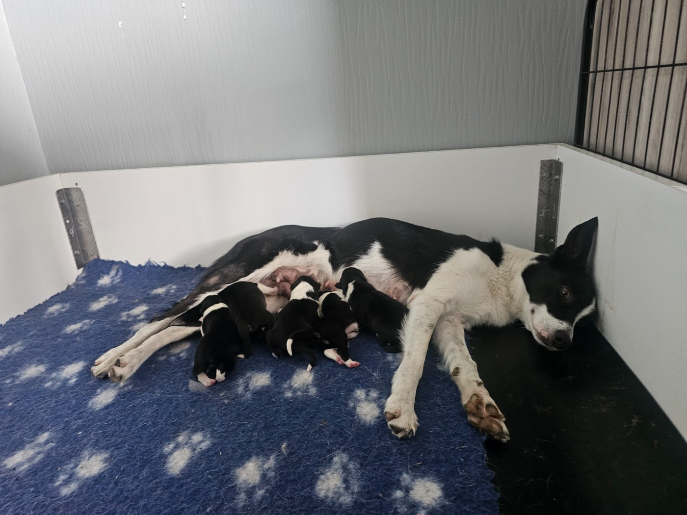 Chiot Border Collie Shepherd's Legacy