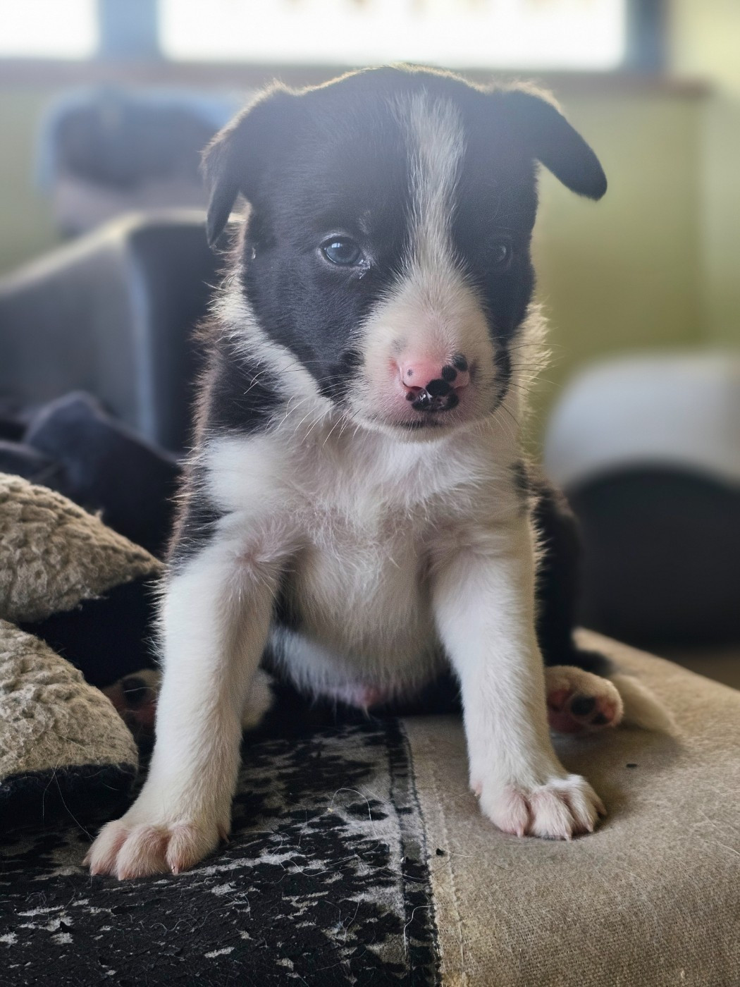 Shepherd's Legacy - Chiots disponibles - Border Collie
