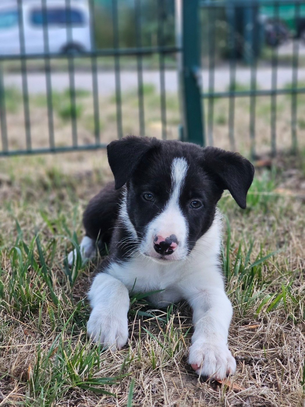 Shepherd's Legacy - Chiots disponibles - Border Collie
