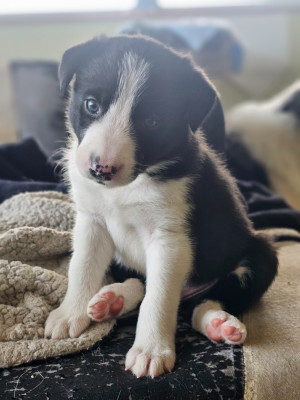 CHIOT 3