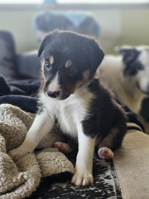 CHIOT 4