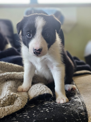 CHIOT 2